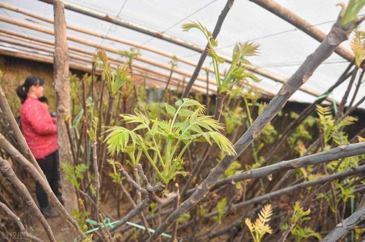 香椿樹被譽為“渾身是寶”，為啥在農(nóng)村越來越少見？被淘汰了？