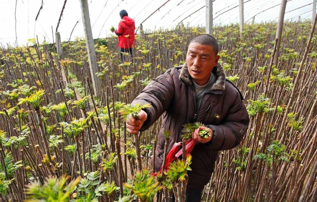 香椿樹被譽為“渾身是寶”，為啥在農(nóng)村越來越少見？被淘汰了？