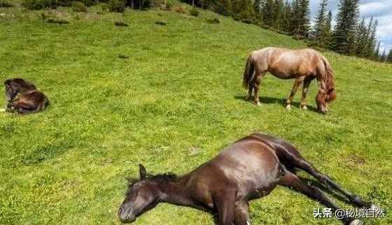 馬是一種古老的動物，但你知道馬是如何睡覺的嗎?