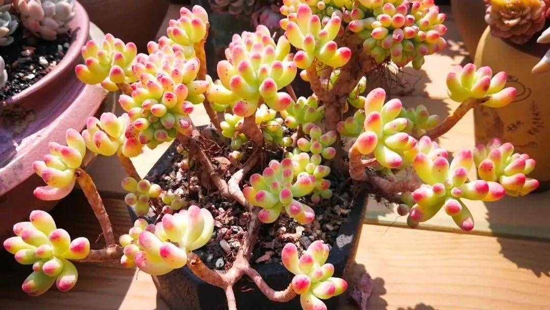 80種多肉圖譜，啥肉都能叫上名，不再臉盲！