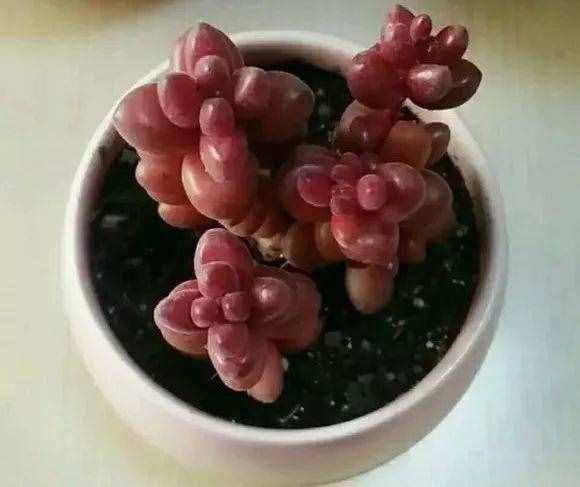 80種多肉圖譜，啥肉都能叫上名，不再臉盲！