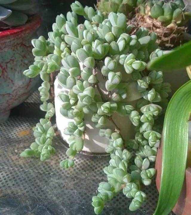 80種多肉圖譜，啥肉都能叫上名，不再臉盲！