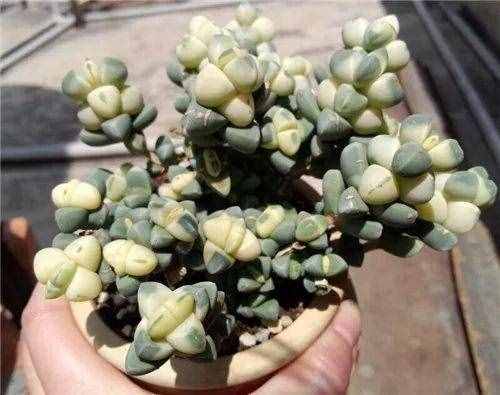 80種多肉圖譜，啥肉都能叫上名，不再臉盲！