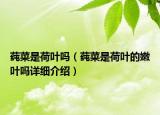莼菜是荷葉嗎（莼菜是荷葉的嫩葉嗎詳細(xì)介紹）