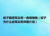 蚊子跑進(jìn)耳朵里一直嗡嗡響（蚊子為什么會耳朵里詳細(xì)介紹）
