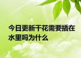 今日更新干花需要插在水里嗎為什么