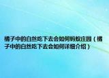 橘子中的白絲吃下去會(huì)如何螞蟻莊園（橘子中的白絲吃下去會(huì)如何詳細(xì)介紹）