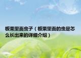 板栗里面蟲子（板栗里面的蟲是怎么長出來的詳細(xì)介紹）