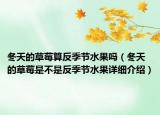 冬天的草莓算反季節(jié)水果嗎（冬天的草莓是不是反季節(jié)水果詳細(xì)介紹）
