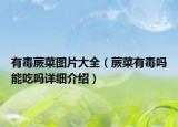 有毒蕨菜圖片大全（蕨菜有毒嗎能吃嗎詳細(xì)介紹）