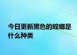 今日更新黑色的螳螂是什么種類