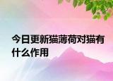 今日更新貓薄荷對貓有什么作用