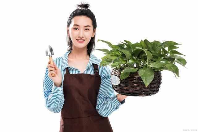 按照3個(gè)方法來養(yǎng)水培綠蘿，莖桿粗壯，葉片翠綠油亮有光澤
