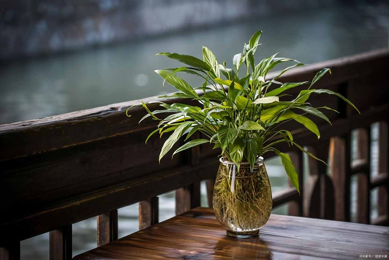 按照3個(gè)方法來養(yǎng)水培綠蘿，莖桿粗壯，葉片翠綠油亮有光澤