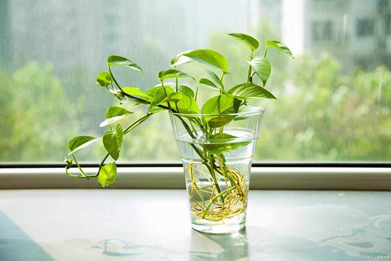 按照3個(gè)方法來養(yǎng)水培綠蘿，莖桿粗壯，葉片翠綠油亮有光澤