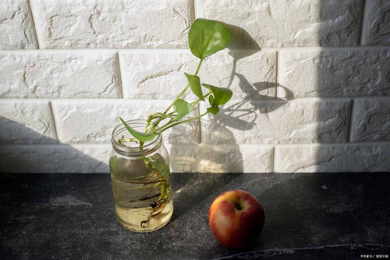 按照3個(gè)方法來養(yǎng)水培綠蘿，莖桿粗壯，葉片翠綠油亮有光澤