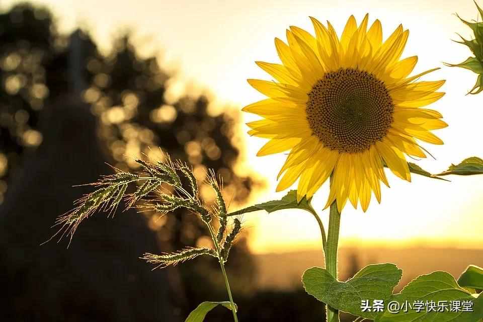 描寫向日葵的好詞好句好段，忍不住要摘抄