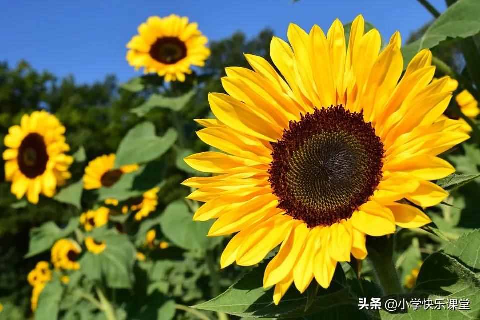 描寫向日葵的好詞好句好段，忍不住要摘抄