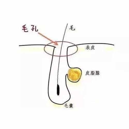 毛孔大到能種樹，別慌！皮膚科醫(yī)生教你如何收縮毛孔