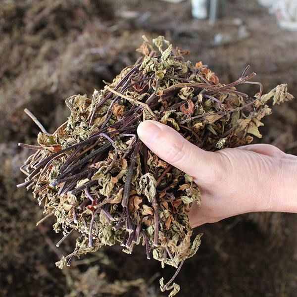 “燒仙草”是什么東西？為什么有的人做不出仙草凍？