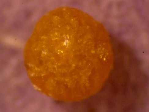 科學角度解釋：舍利子究竟是什么？