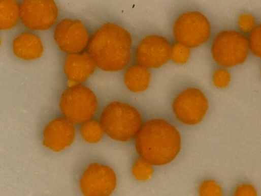 科學角度解釋：舍利子究竟是什么？