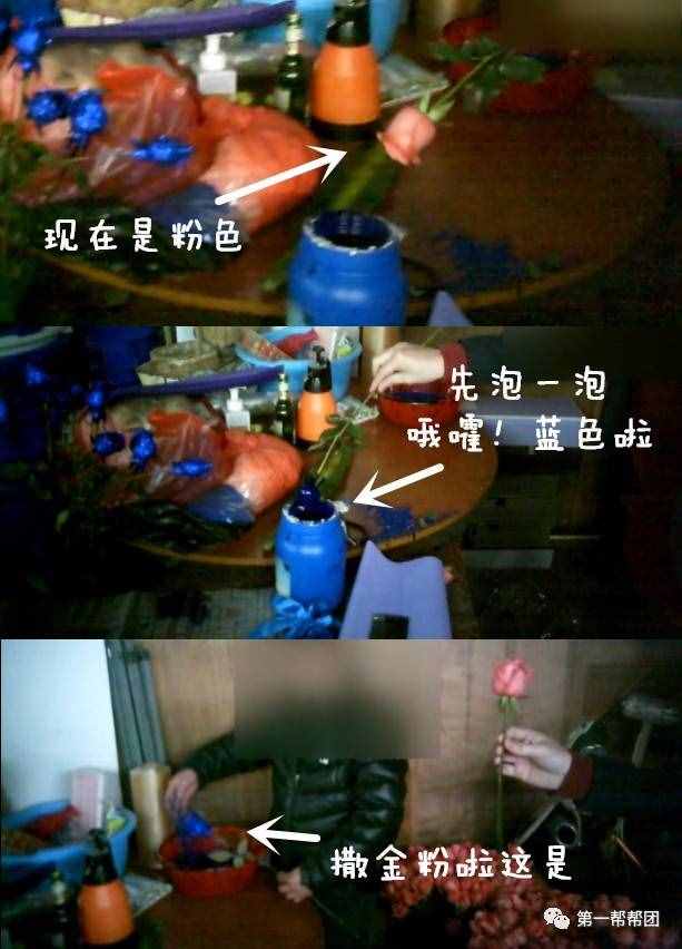 Word天！“藍(lán)色妖姬”居然是這么做出來的，你今天收到的花是不是也是這樣的！
