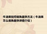 牛油果如何催熟最快方法（牛油果怎么催熟最快詳細(xì)介紹）