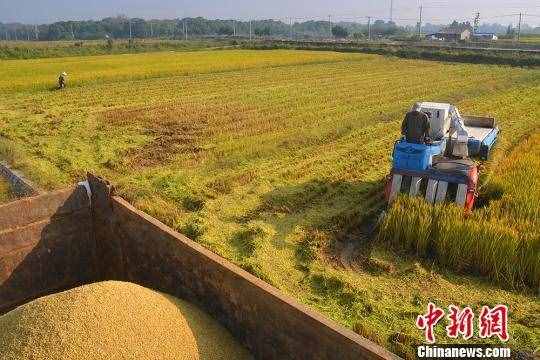 吃螃蟹、賞秋色……寒露習(xí)俗知多少？