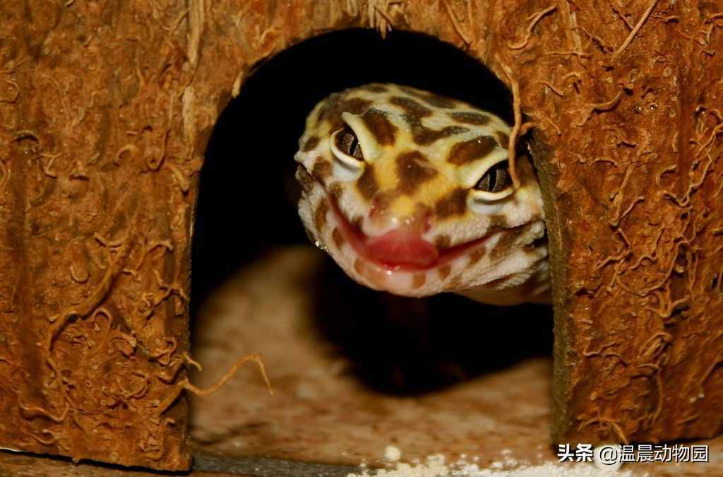 雖然豹紋守宮很可愛，但它不是爬寵界唯一的守宮，還有五種很常見