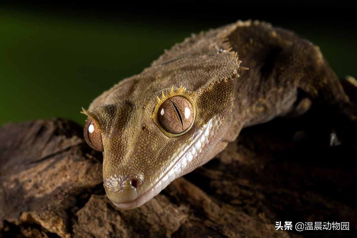 雖然豹紋守宮很可愛，但它不是爬寵界唯一的守宮，還有五種很常見