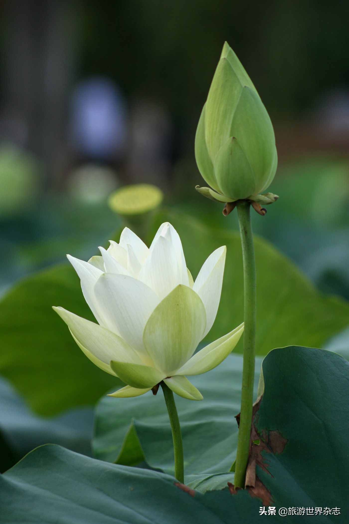 為“白蓮花”正名，中國(guó)人的荷花情結(jié)