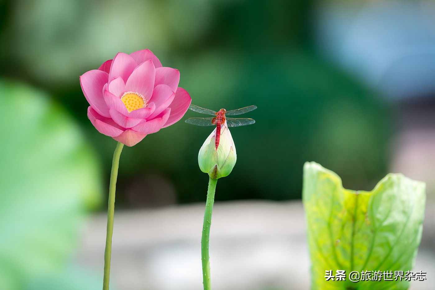 為“白蓮花”正名，中國(guó)人的荷花情結(jié)