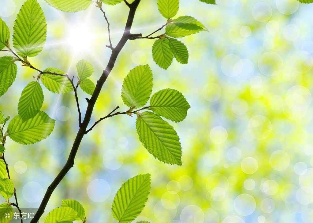 “樹(shù)葉”用英語(yǔ)怎么說(shuō)？