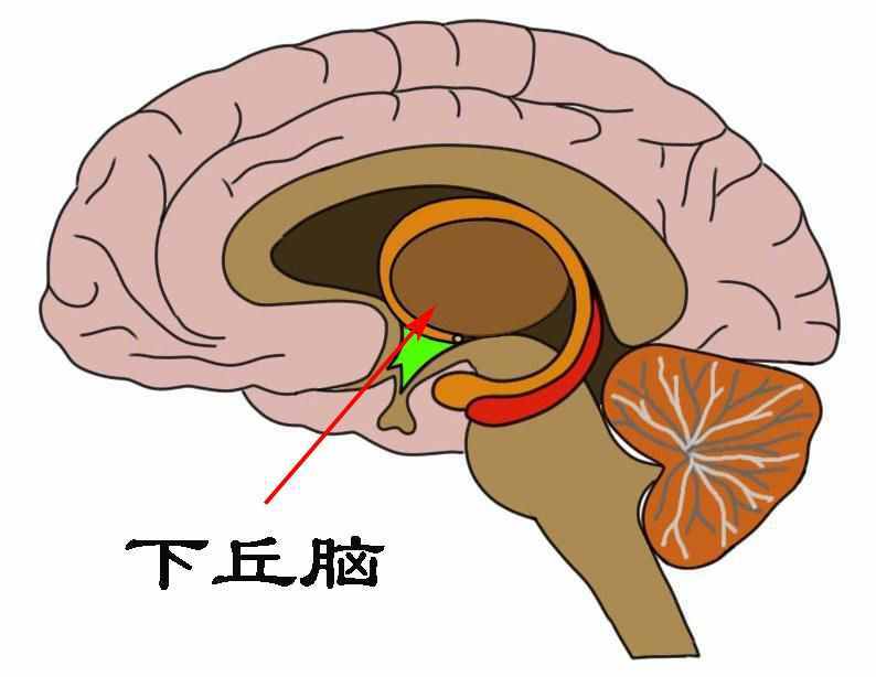 被凍死是怎樣的過程：從瑟瑟發(fā)抖到無意識的赤身躺下？