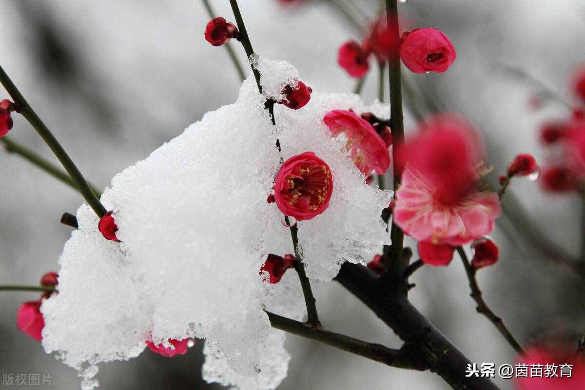 國慶必備：1-6年級(jí)上冊(cè)古詩日積月累，家長來看看