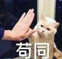 盤點(diǎn)體型最大的7種貓，沒(méi)有想到它也上榜了