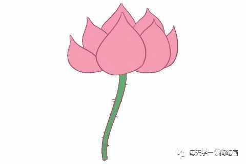每天學一幅簡筆畫--荷花簡筆畫的畫法步驟