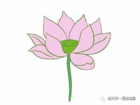 每天學一幅簡筆畫--荷花簡筆畫的畫法步驟