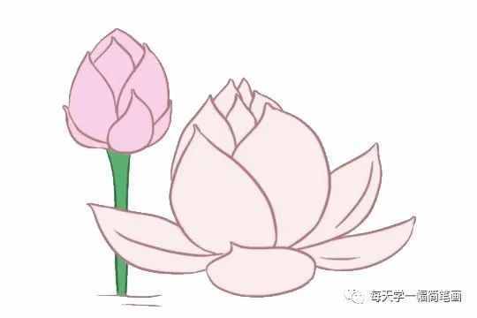 每天學一幅簡筆畫--荷花簡筆畫的畫法步驟