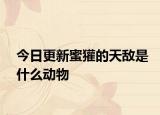 今日更新蜜獾的天敵是什么動物
