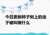 今日更新柿子樹(shù)上的蟲(chóng)子被叫做什么