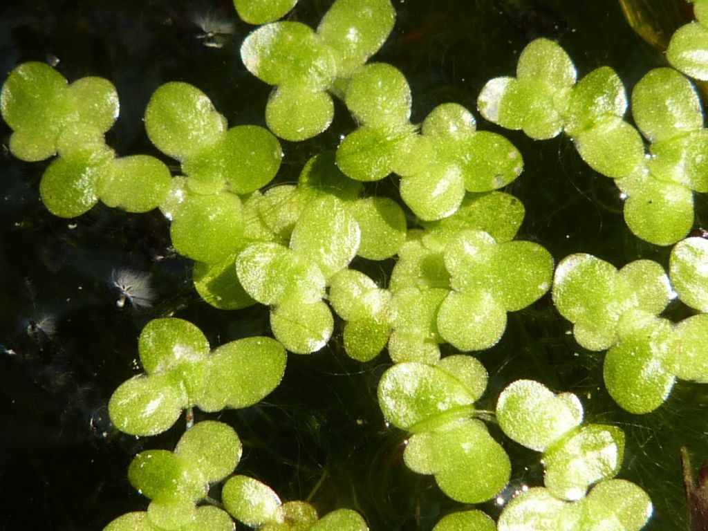 浮萍是一種什么樣的植物