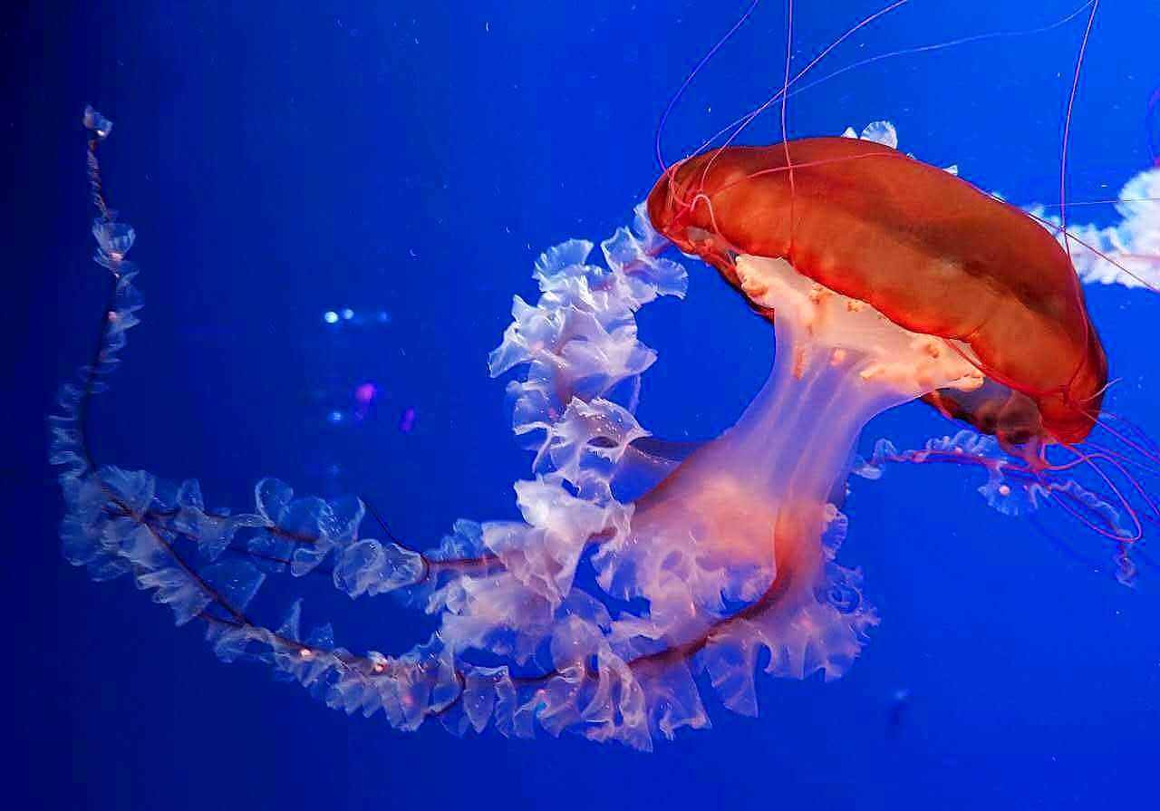 水母和海蜇的區(qū)別竟如此之大，人們卻還一直錯把水母當海蜇