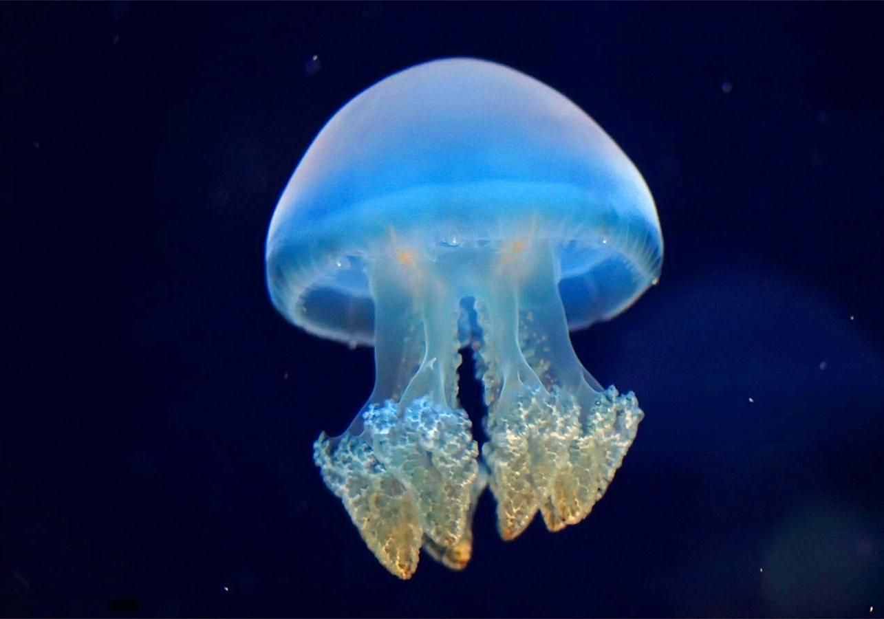 水母和海蜇的區(qū)別竟如此之大，人們卻還一直錯把水母當海蜇