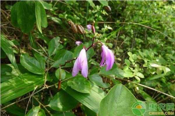 白芨有哪些功效和作用？當(dāng)前價(jià)格多少錢一斤？