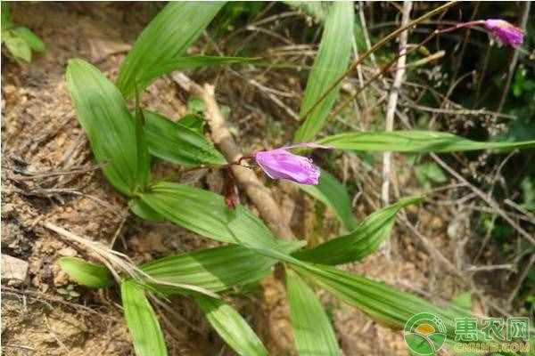 白芨有哪些功效和作用？當(dāng)前價(jià)格多少錢一斤？
