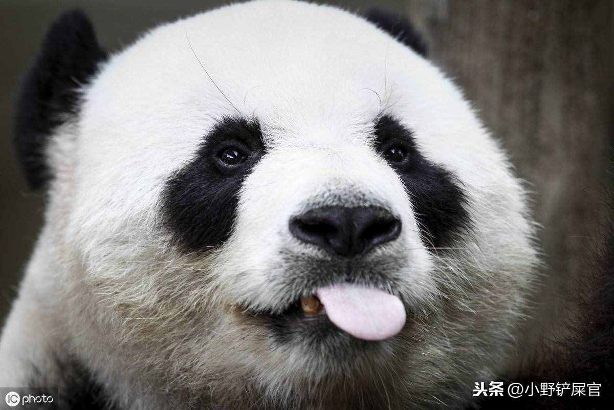 世界上動物千千萬，為什么只有大熊貓是國寶？《山海經(jīng)》來告訴你