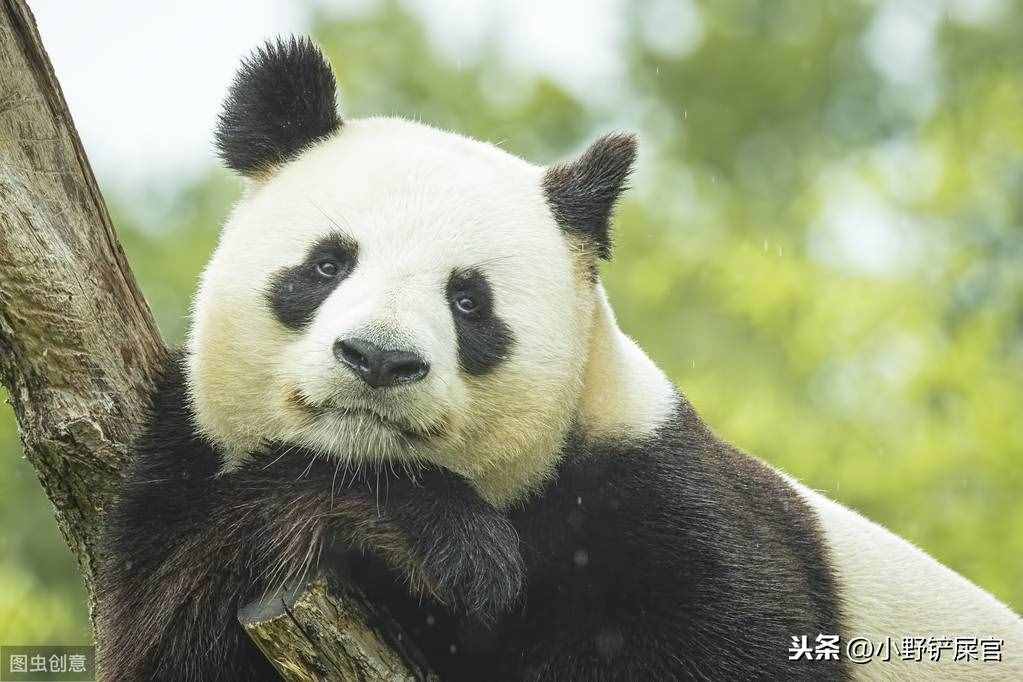 世界上動物千千萬，為什么只有大熊貓是國寶？《山海經(jīng)》來告訴你