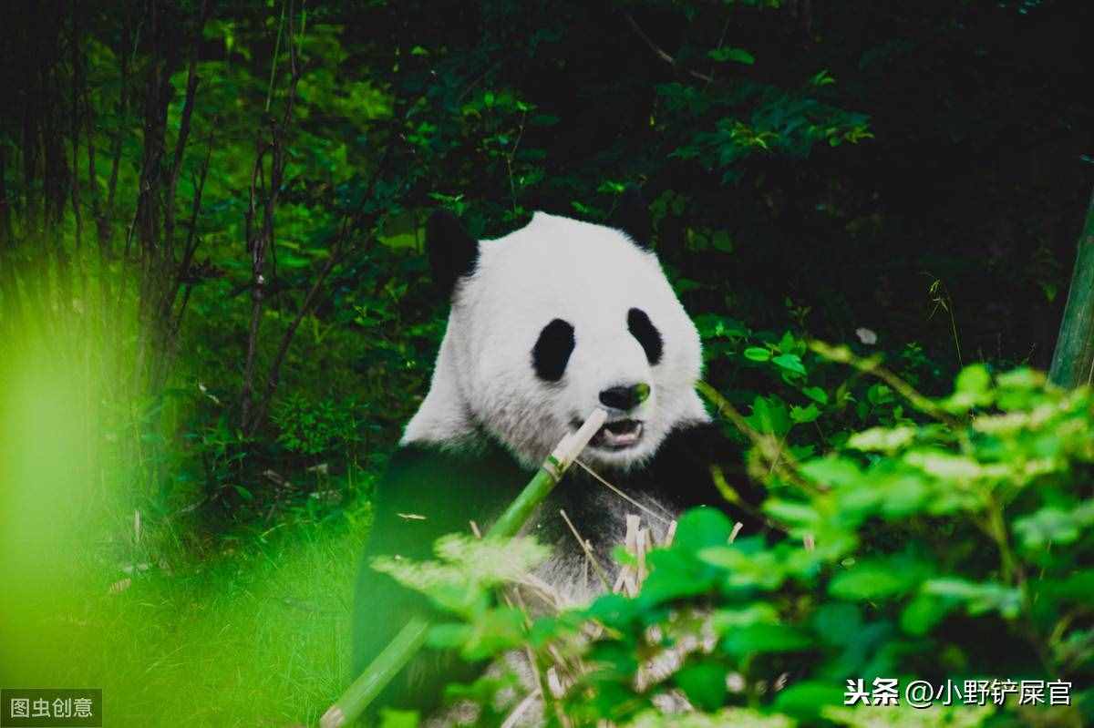 世界上動物千千萬，為什么只有大熊貓是國寶？《山海經(jīng)》來告訴你